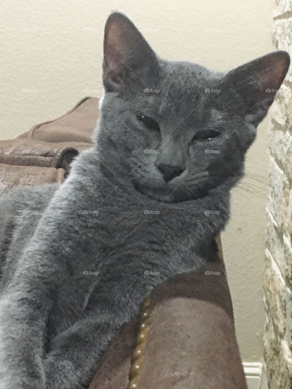 Russian Blue kitten. 