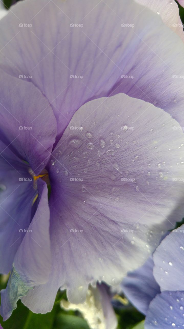 macro close-up of purple blue violet with dew drops