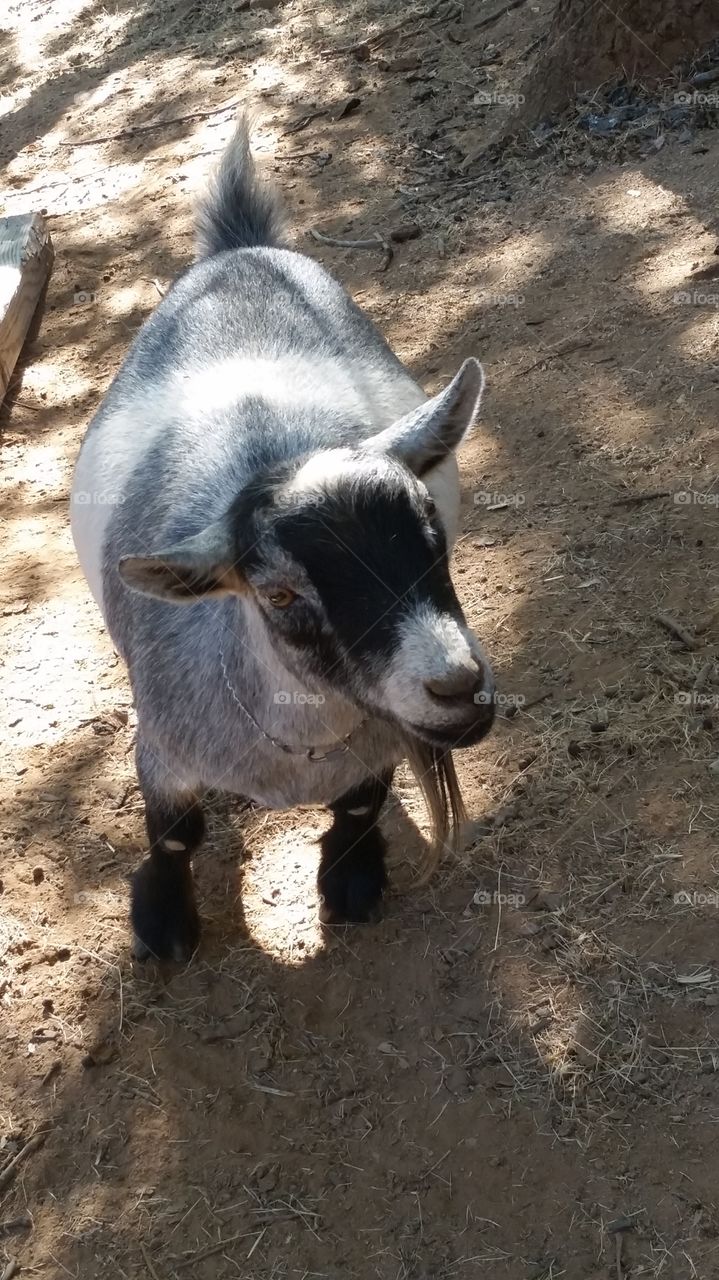 Dynamite - Pygmy. This is my daughters registered pygmy goat. He acts more like a dog than a goat. I adore his little face.
