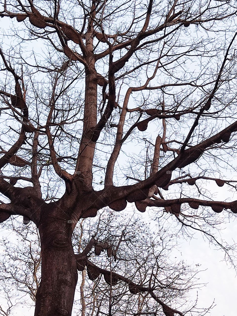 Beehive on the branches of trees.