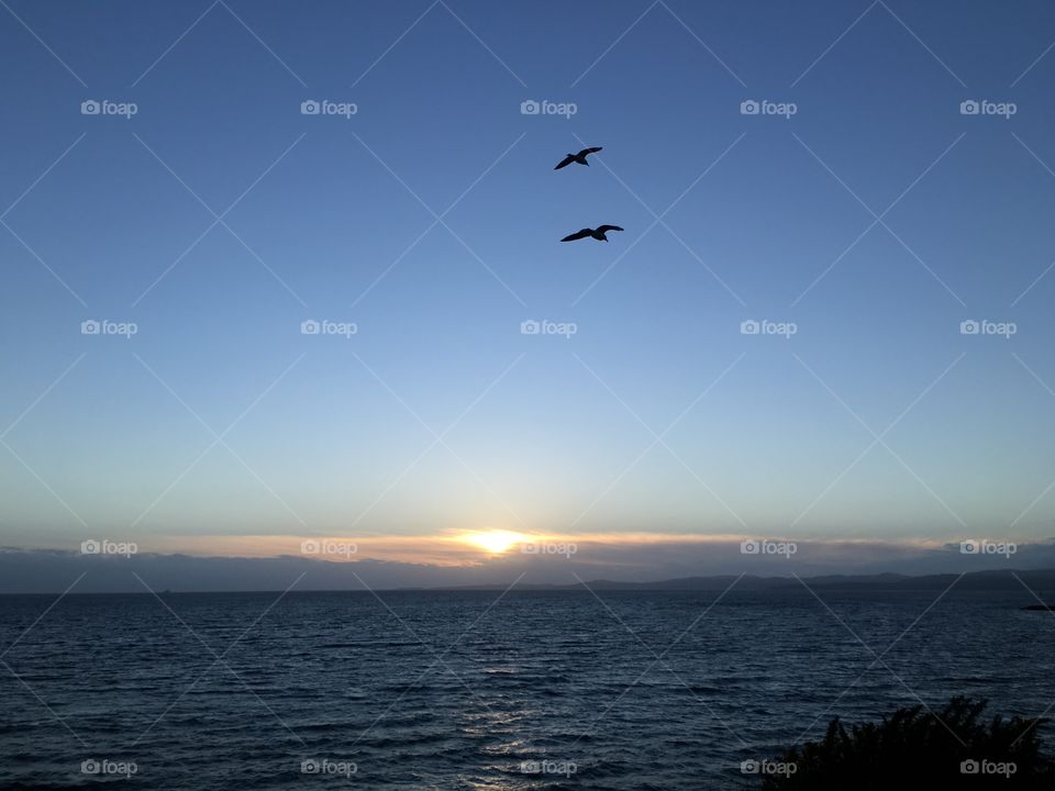 Sunset at sea and birds