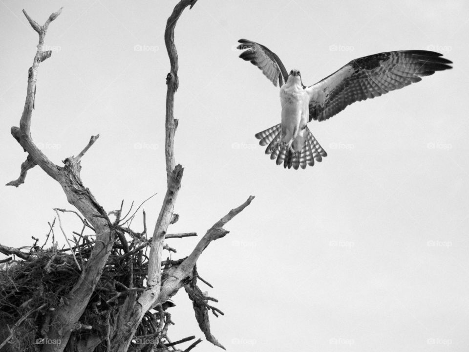 Osprey- Bird of Prey coming in for a landing