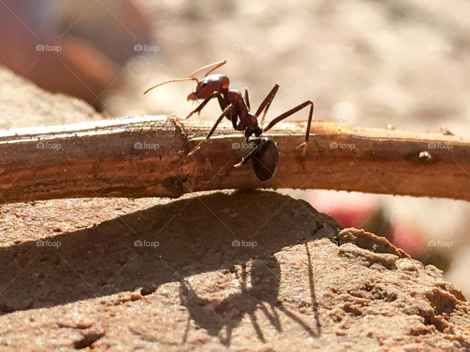 A closeup of a large red ant walking along a stick or branch 