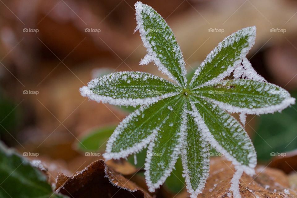 Frozen Leaves