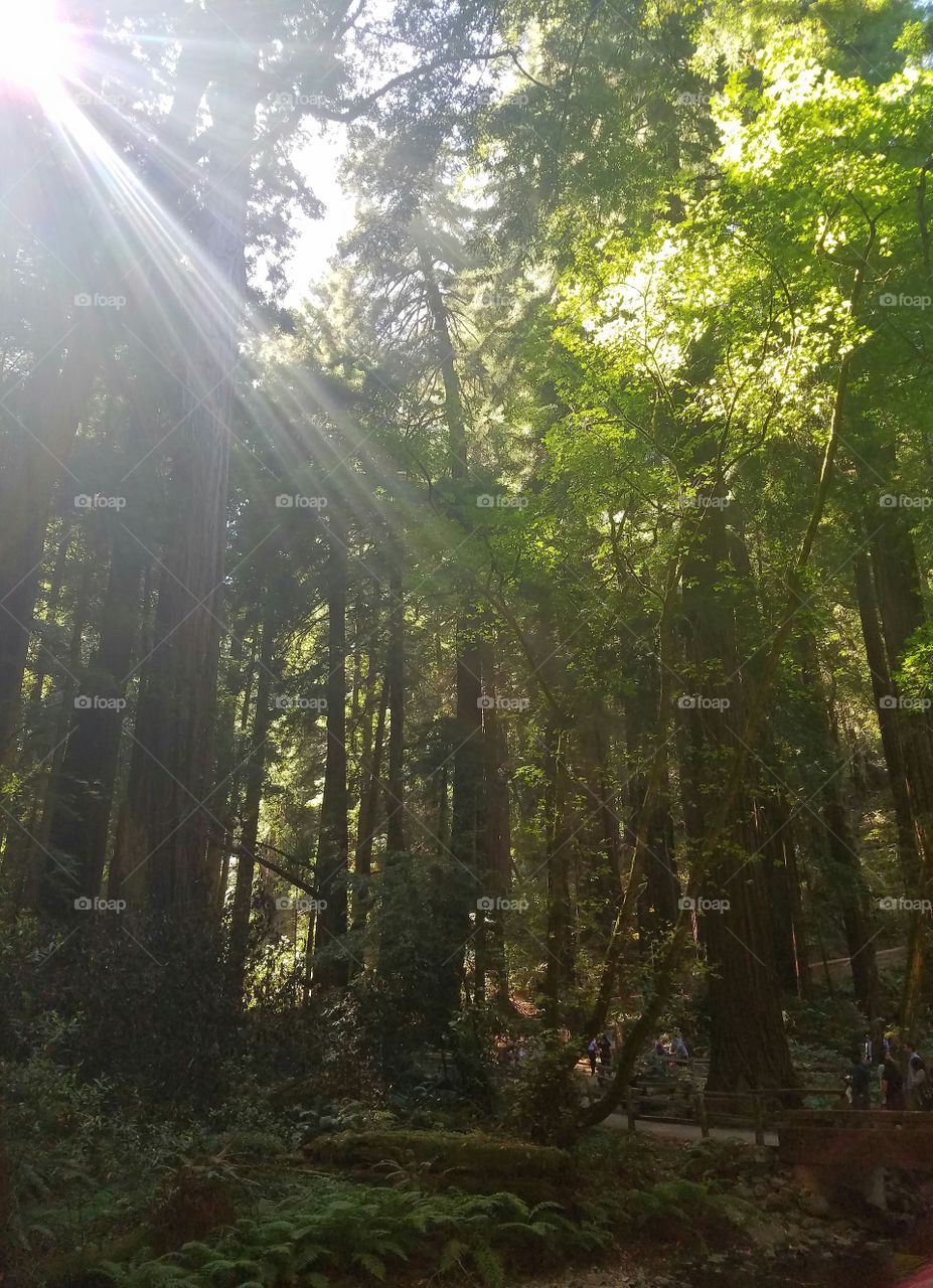 Cali Redwoods 2016