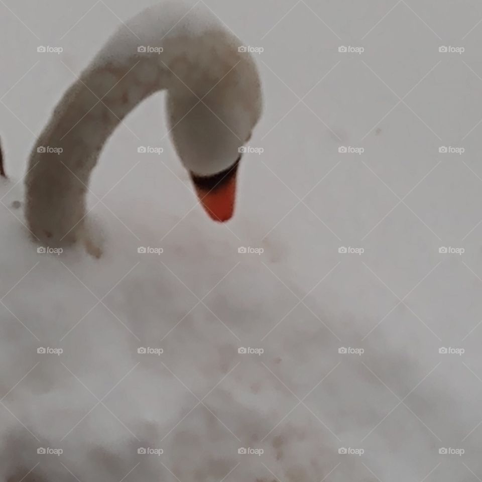 no it's not a Canadian goose playing in the snow it's a planter.