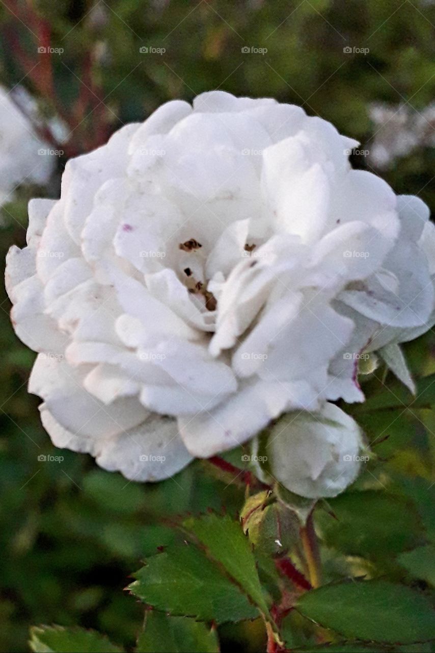 white rose