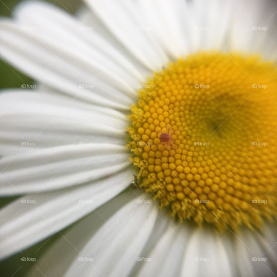 Daisy closeup with tiny spider bug