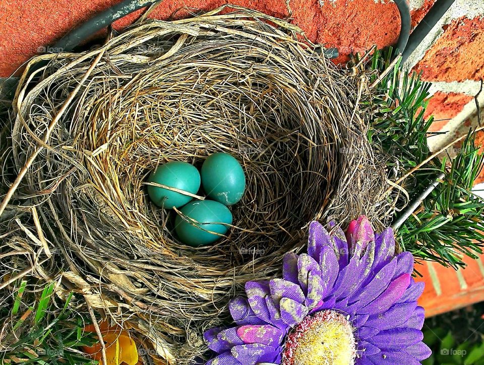 Robin Eggs