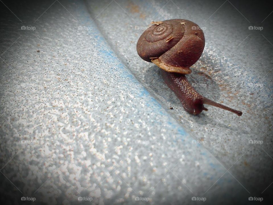 snail