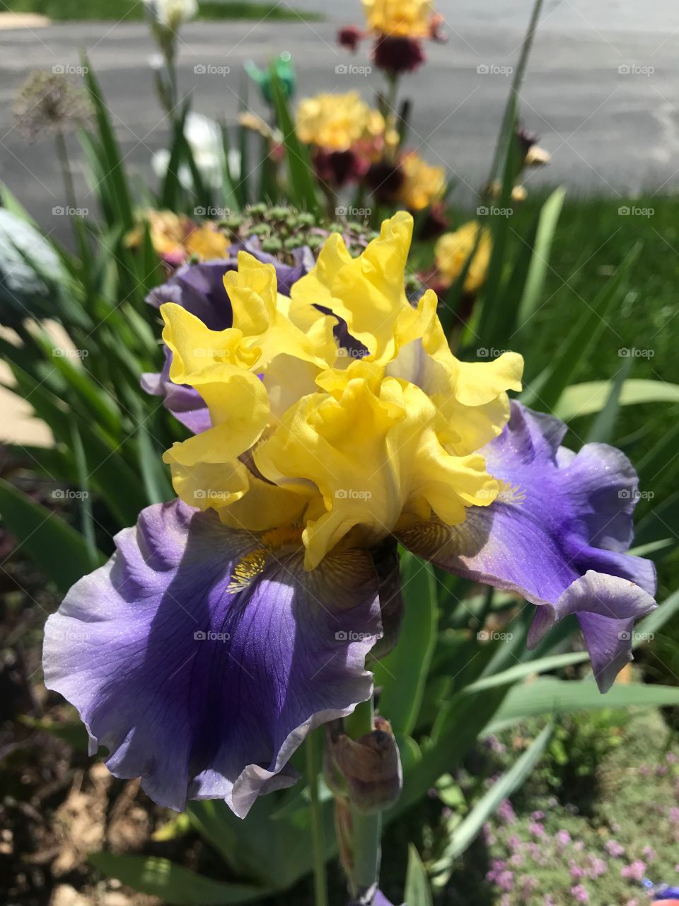 Bearded Iris