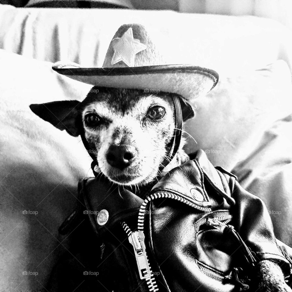 Dog wearing leather coat and a Cowboy hat