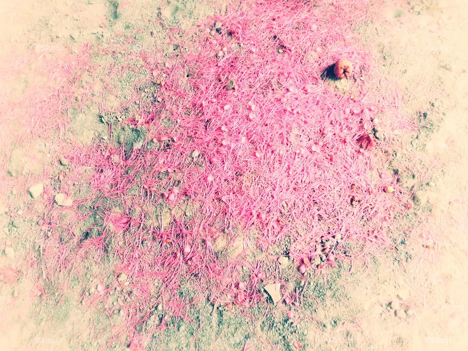 pollen