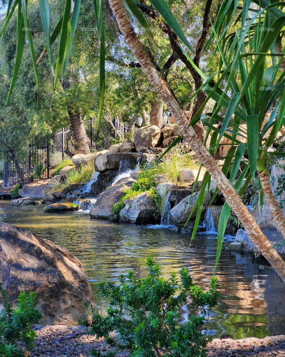 Palms by the Water
