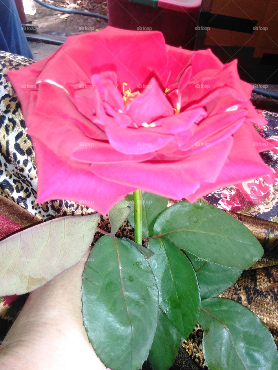 Pretty pretty red Rose