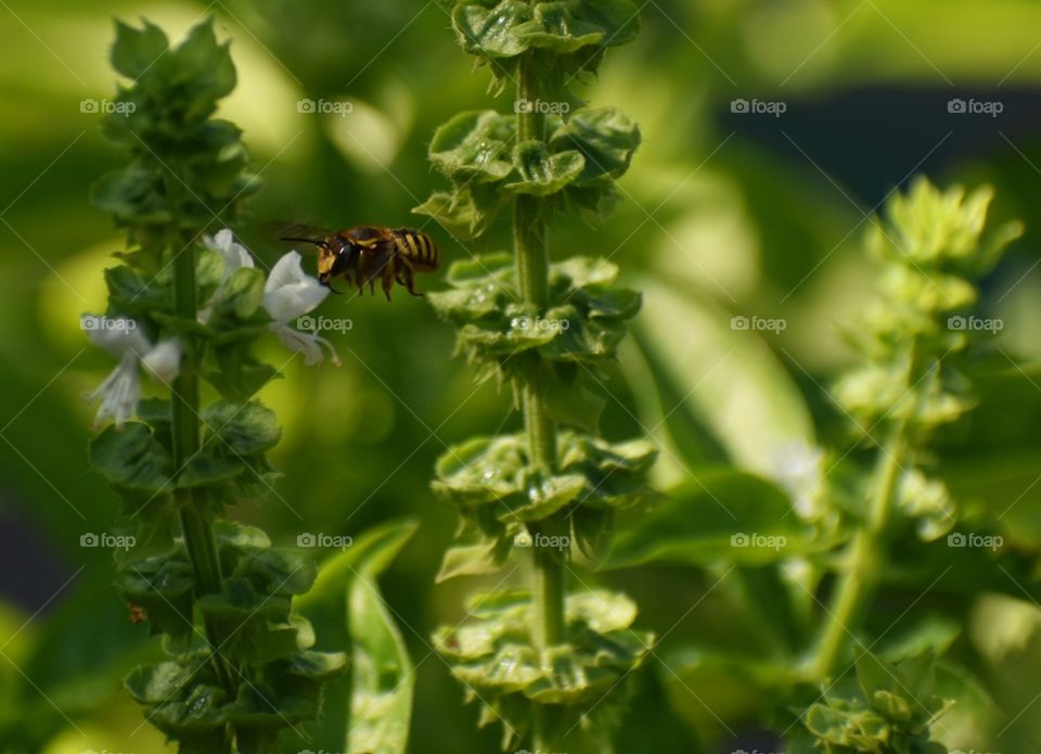 bee and flower plants