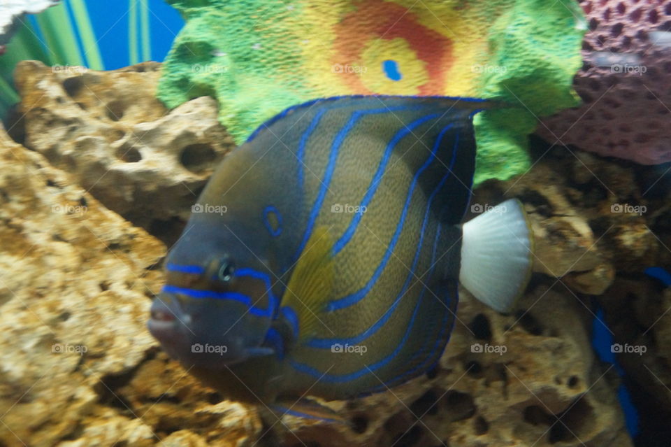 marine aquarium fish