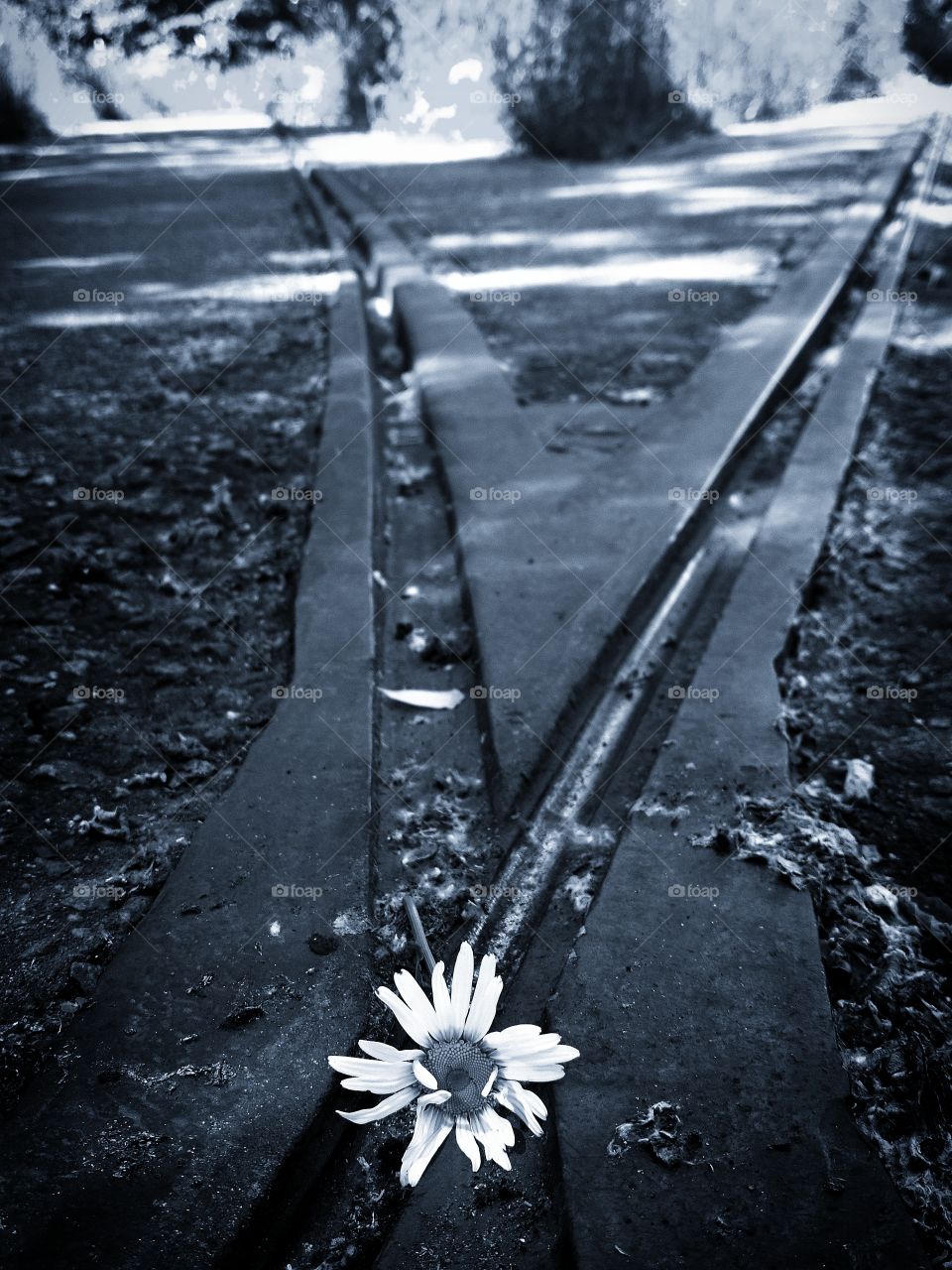 Chamomile lies on iron rails that diverge in different directions