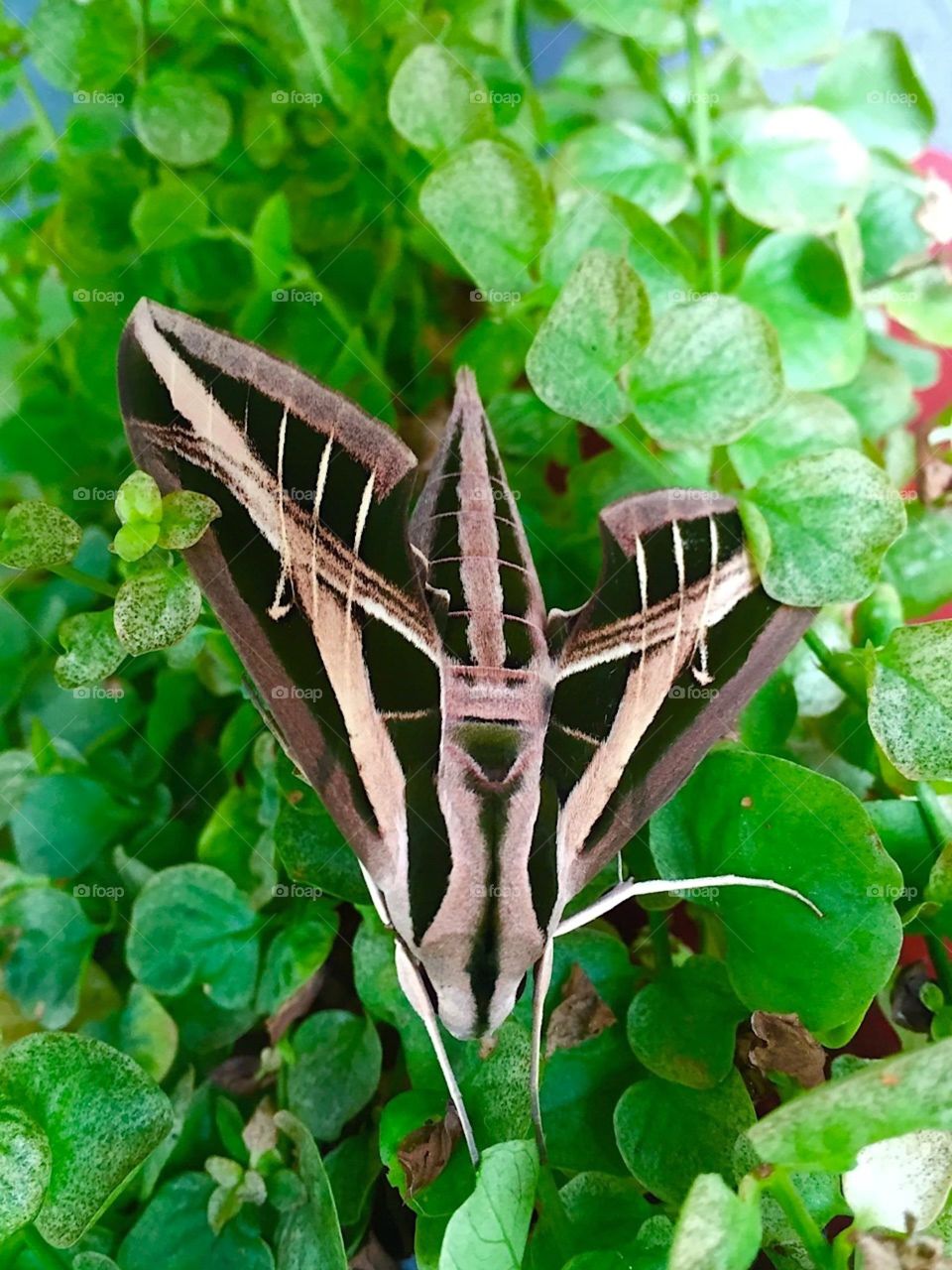 Gorgeous moth.