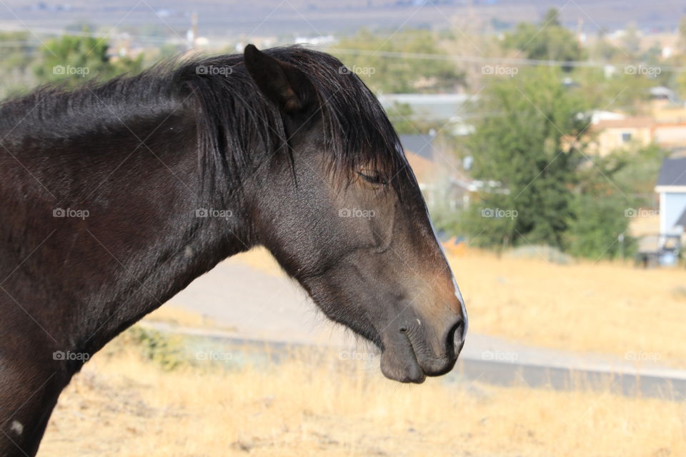 Wild mustang horse in Nevada Sierras