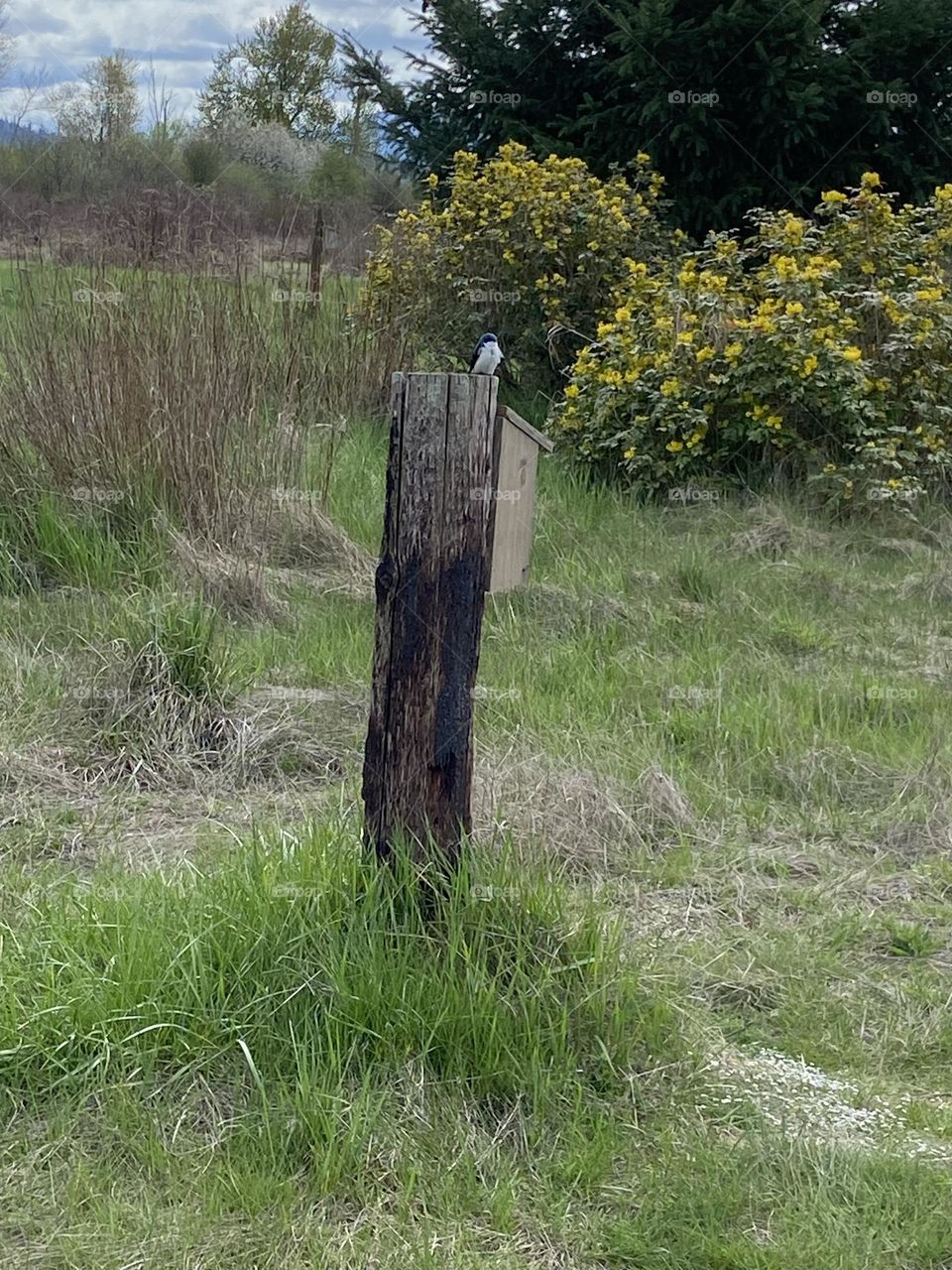 Swallow guarding its nest box