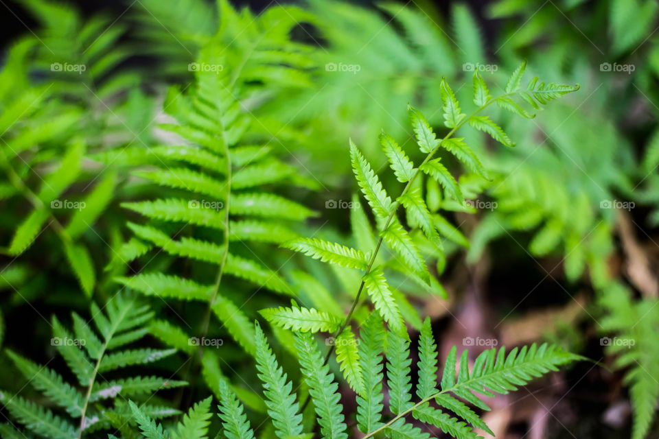 green fern