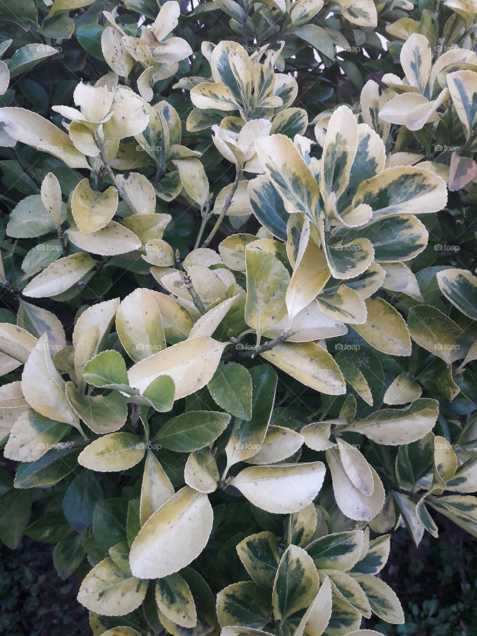 green plant, green shape