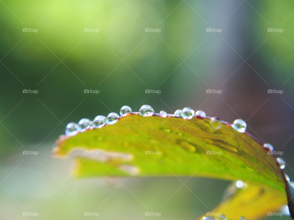 Dew drops