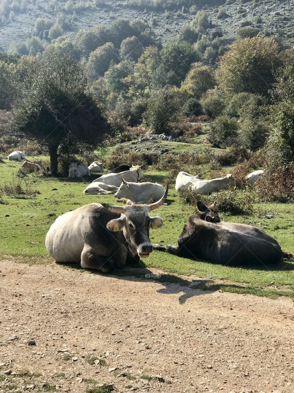 Beautiful cows relax in a verdant valley near Carpineto Romano, Italy