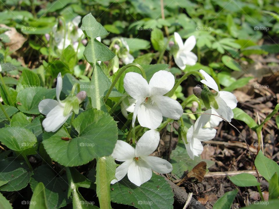 White forest violets