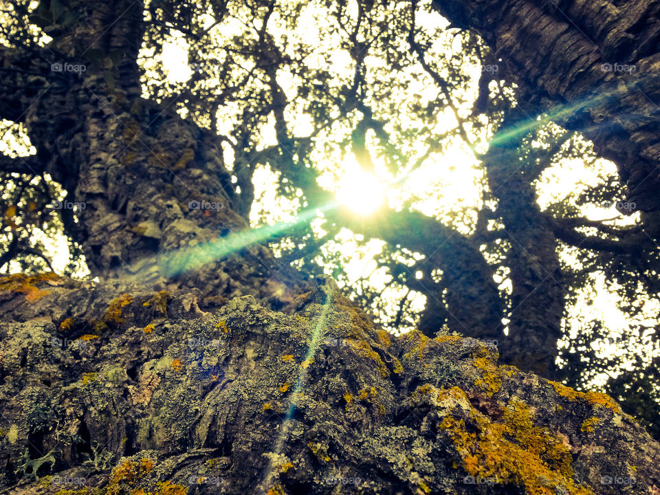sardinian sun over oak cork Forest