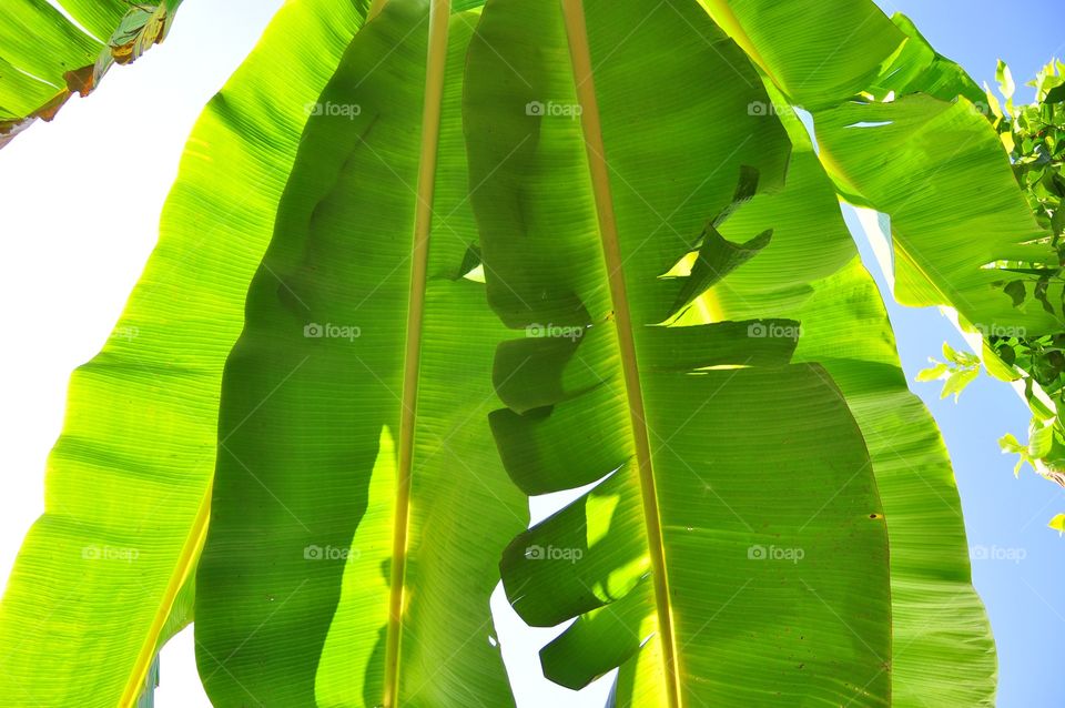 Banana, Leaf, Flora, Growth, Tropical