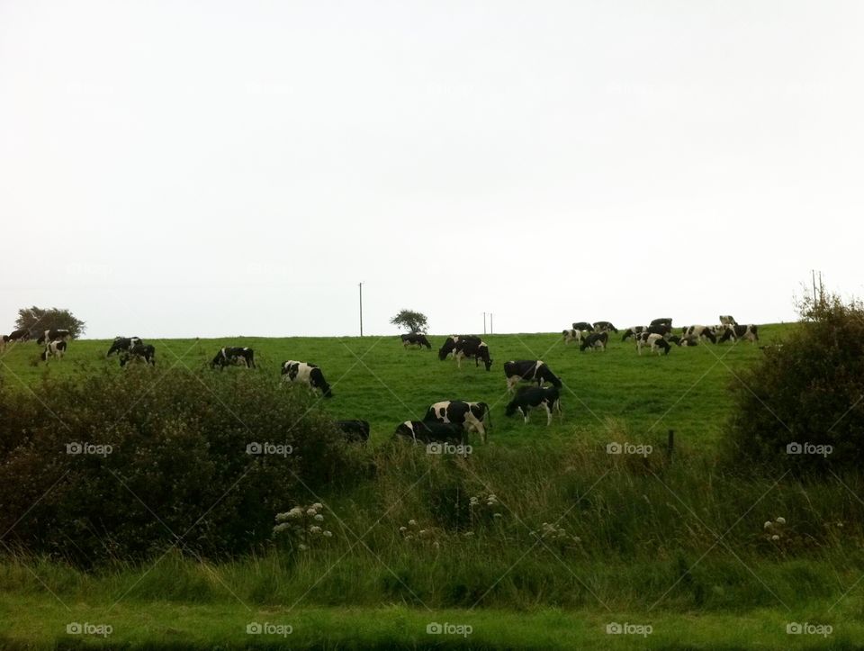 Irish cows