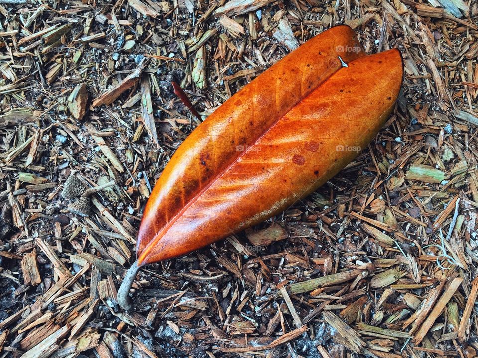 Fall leaf is on the mulch