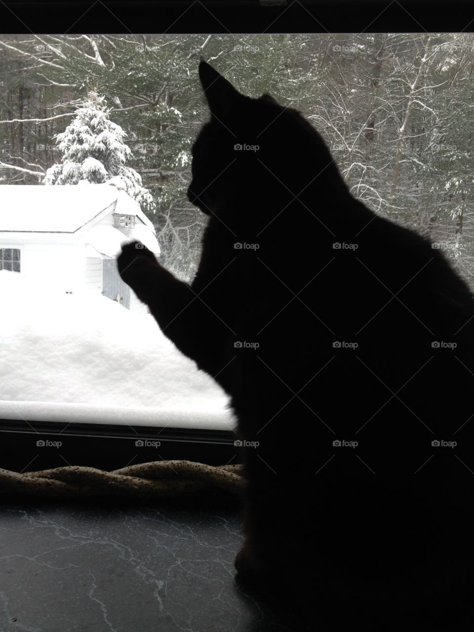 Black cat asking to go out into snowstorm.