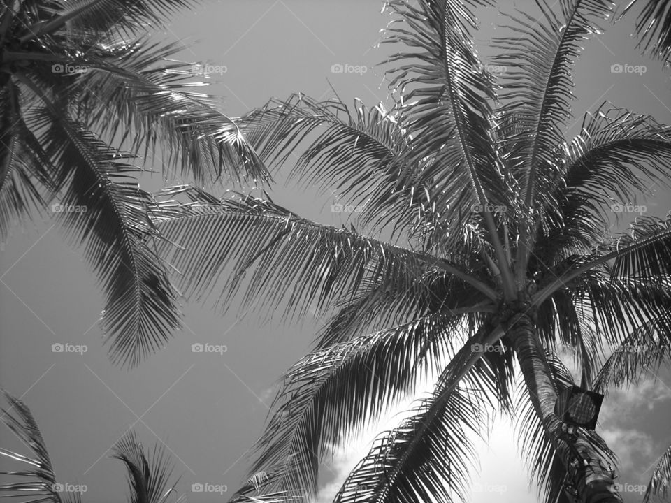 Black and White Palm Trees
