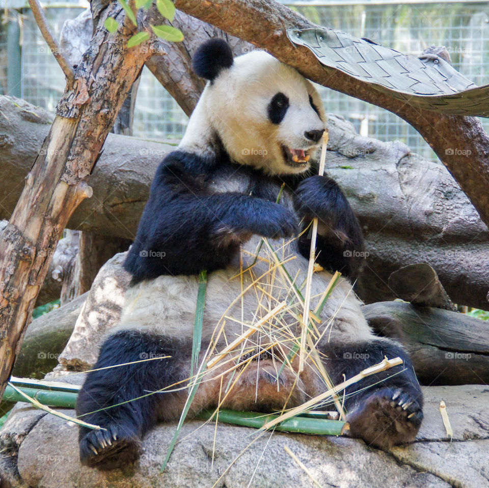 Happy Panda with Bamboo