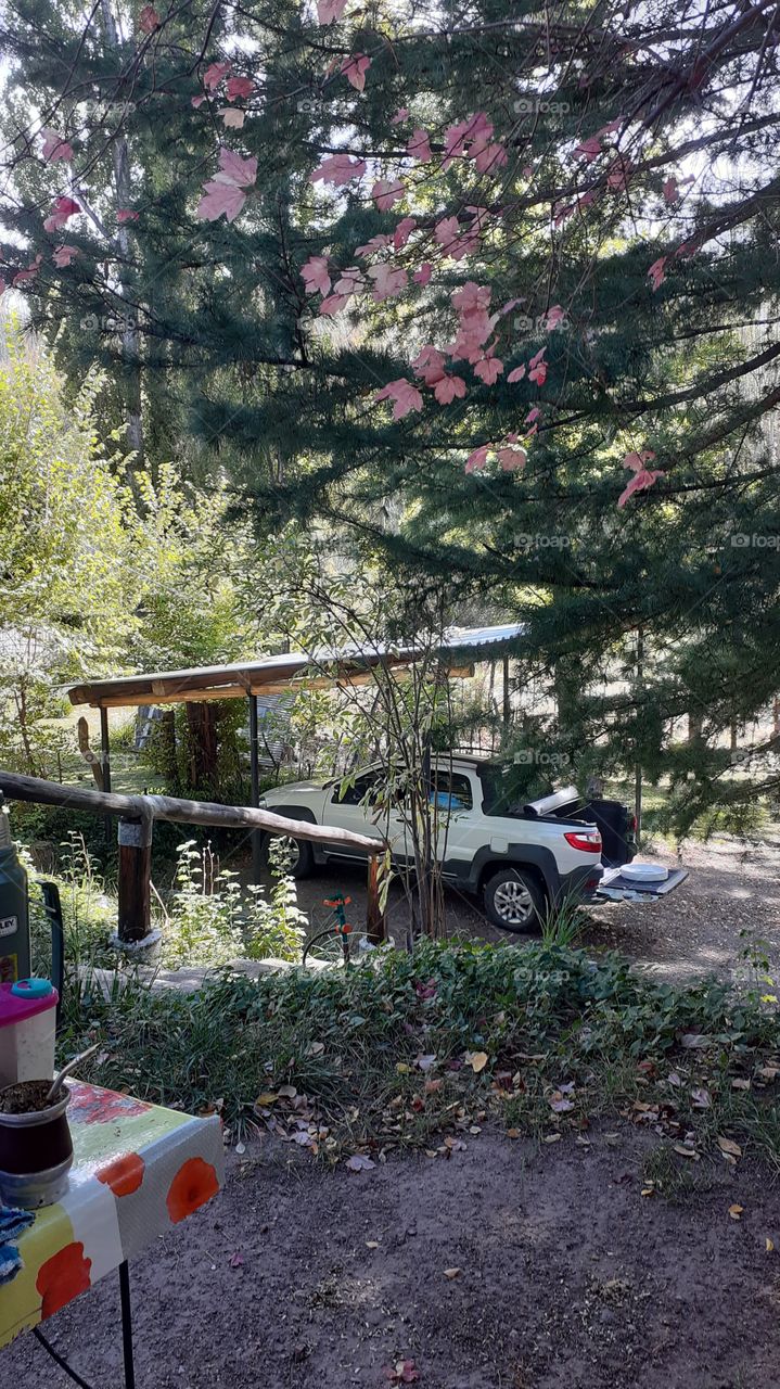 vehicle in green landscape