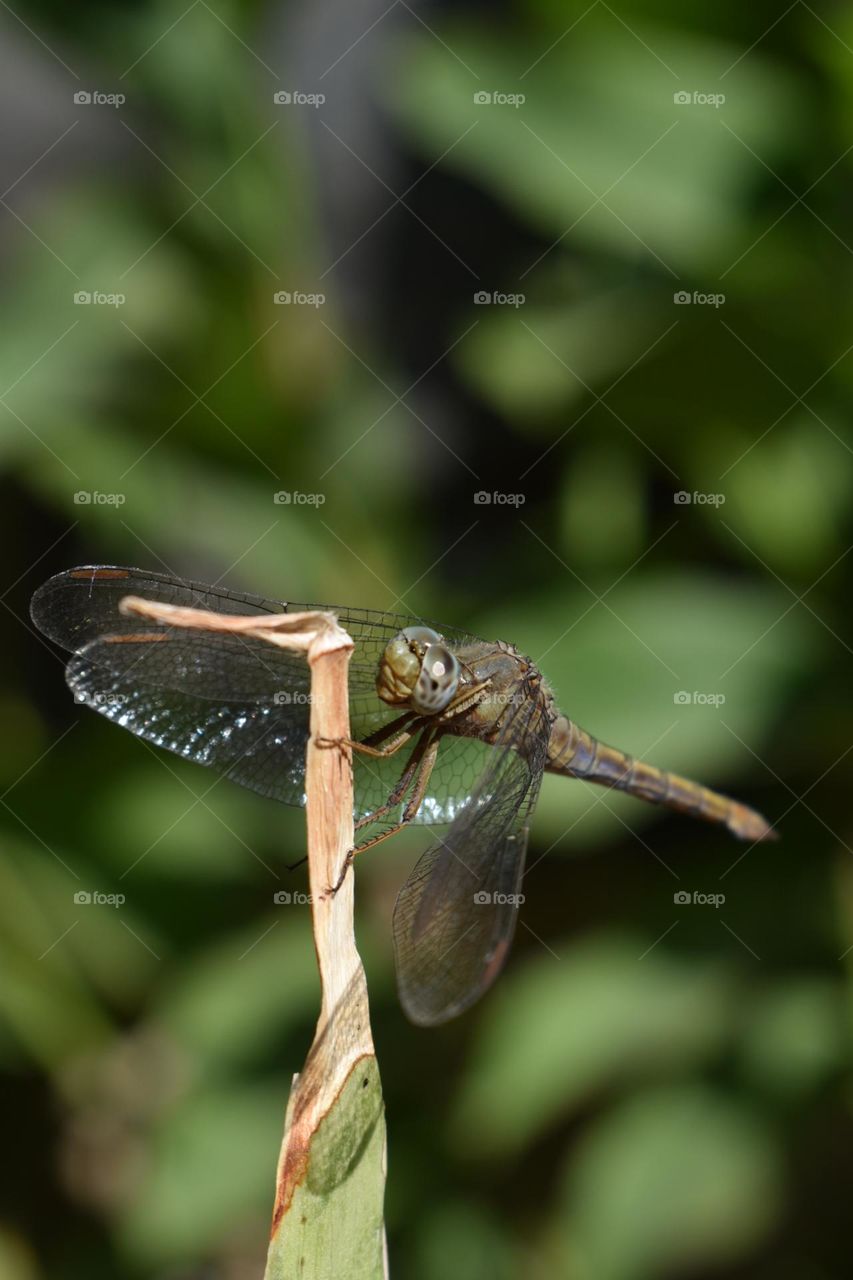 dragonfly