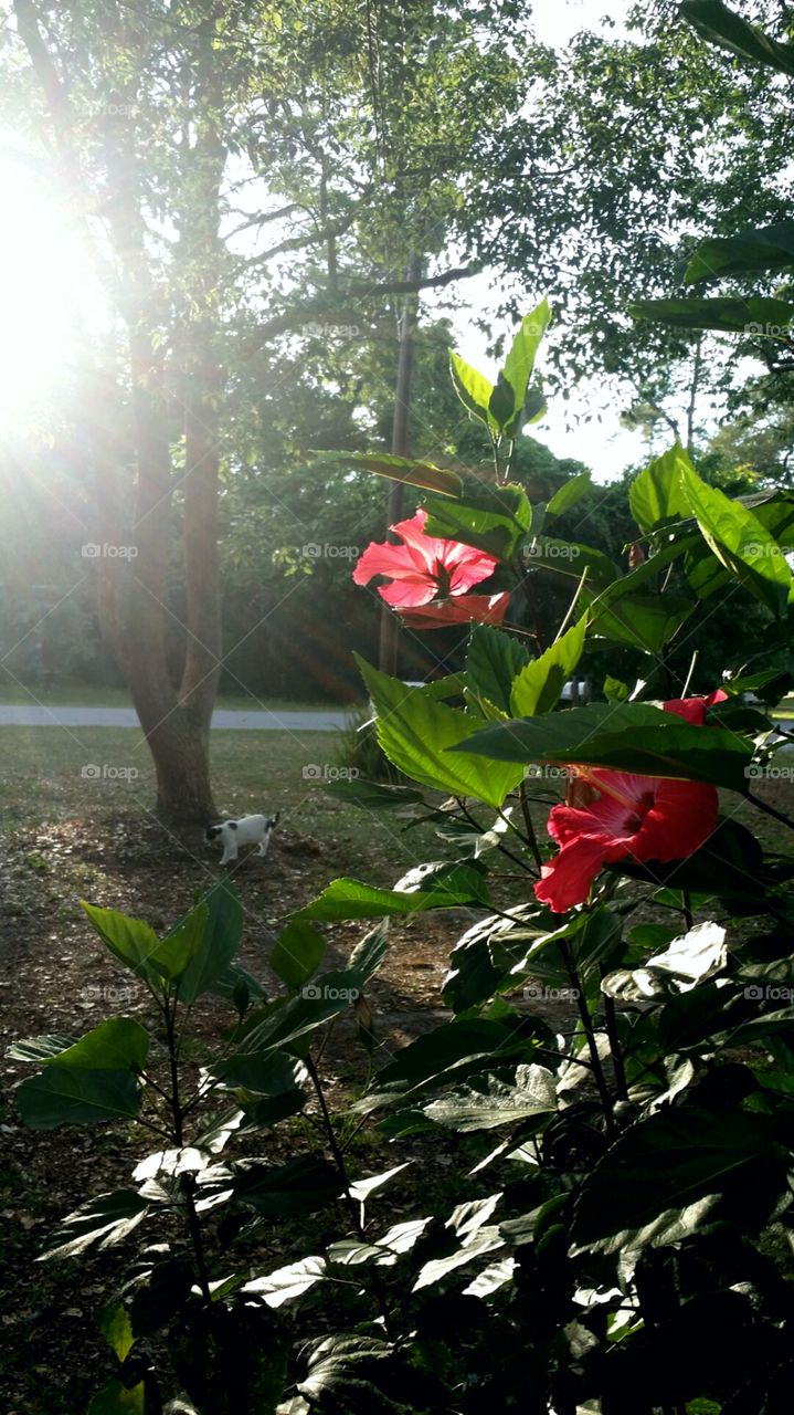 Hibiscus Light