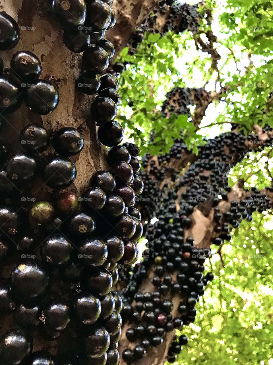 Jabuticaba 
