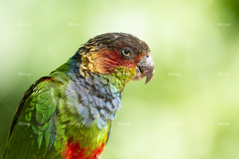 Animals in the wild - colorful parrot.