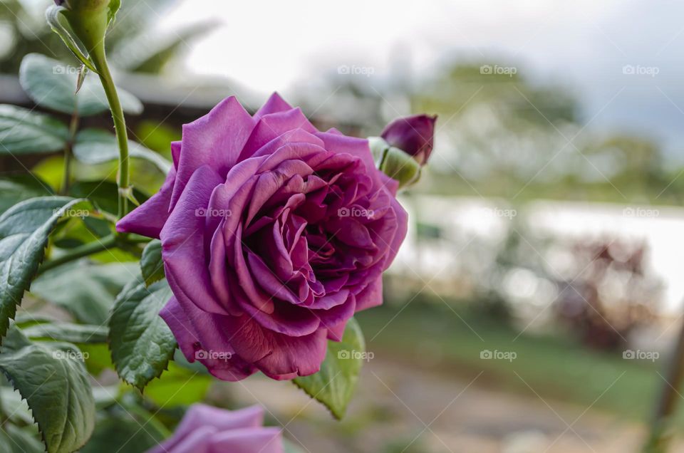 Isolated Rosa Lochinvar Flower