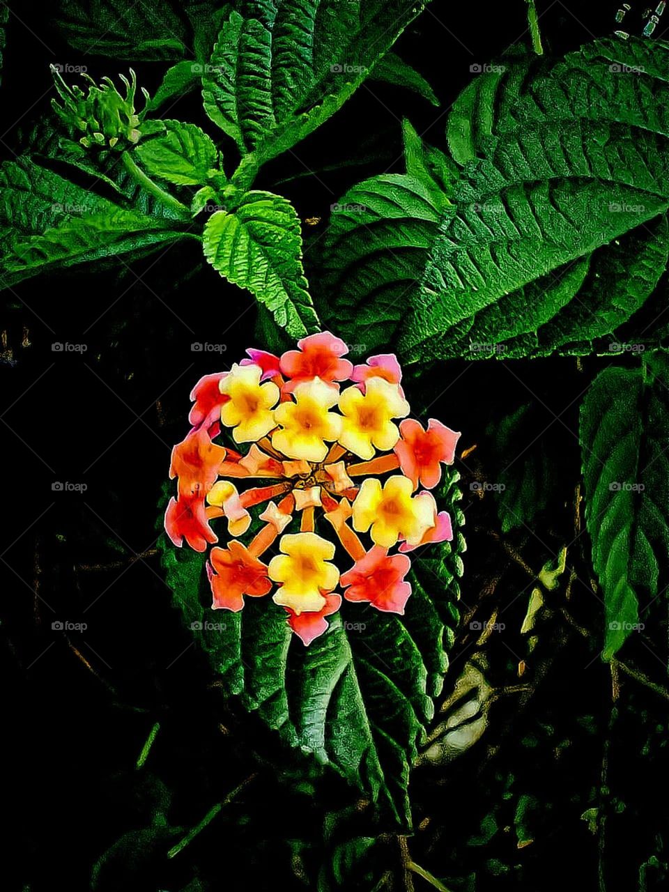 Beautiful flowers of nature share the feeling of joy