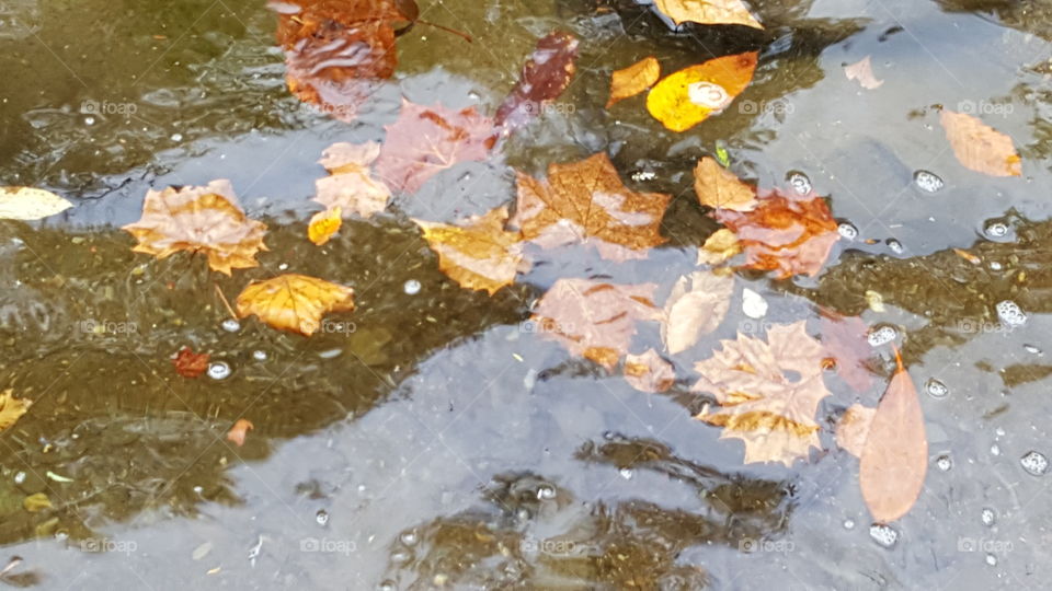 leaves on water