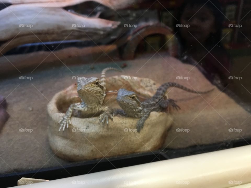 Cutest Pet in the World