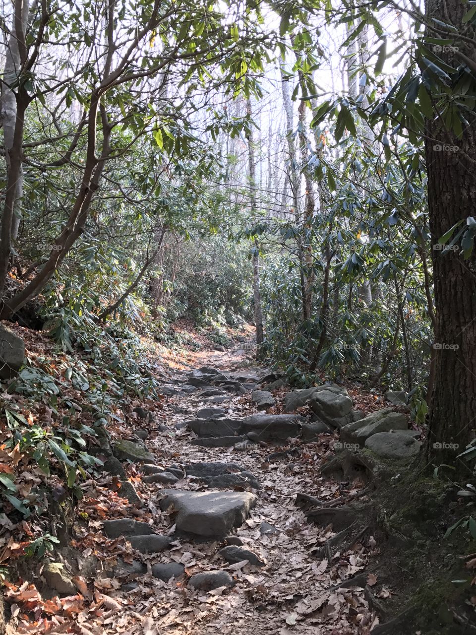 Hiking in the Smoky Mountains!