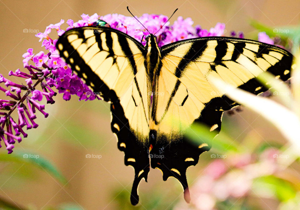 beautiful yellow butterfly