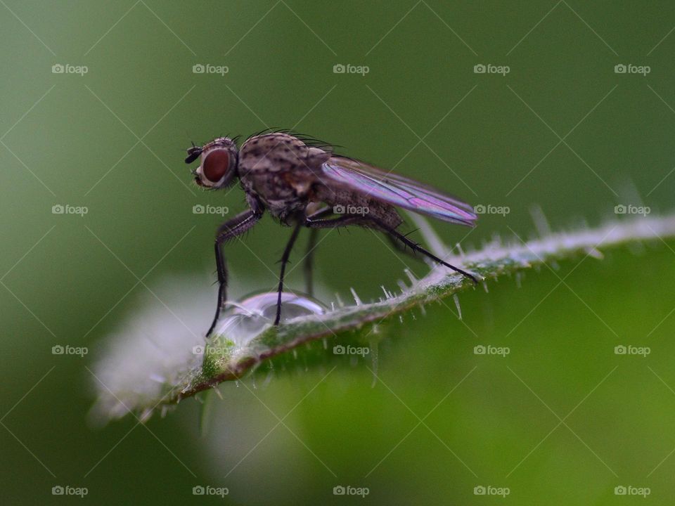 Fly sitting on leaf 