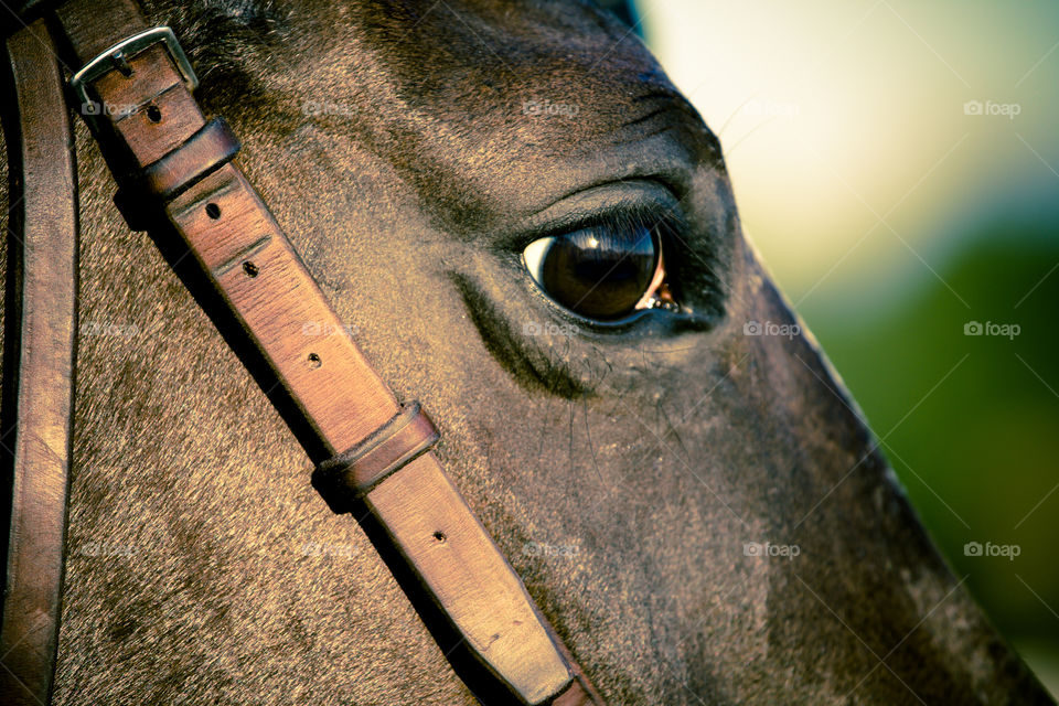 Eye of the horse, closeup